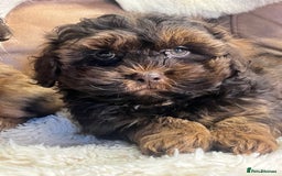 Shihpoo dogs for sale: stunningly gorgeous shihpoos - Advert 6