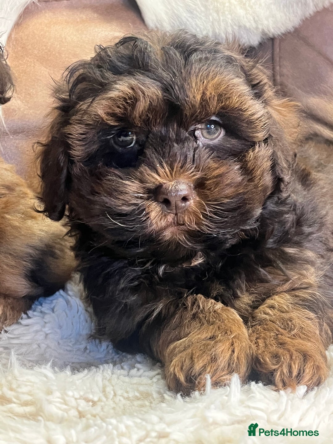 Shihpoo dogs for sale: stunningly gorgeous shihpoos - Advert 6