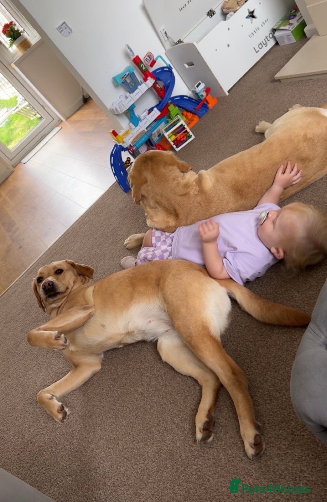 Labrador Retriever dogs for sale: Champion Bloodlines KC Labrador Retriever Puppies - Image 15