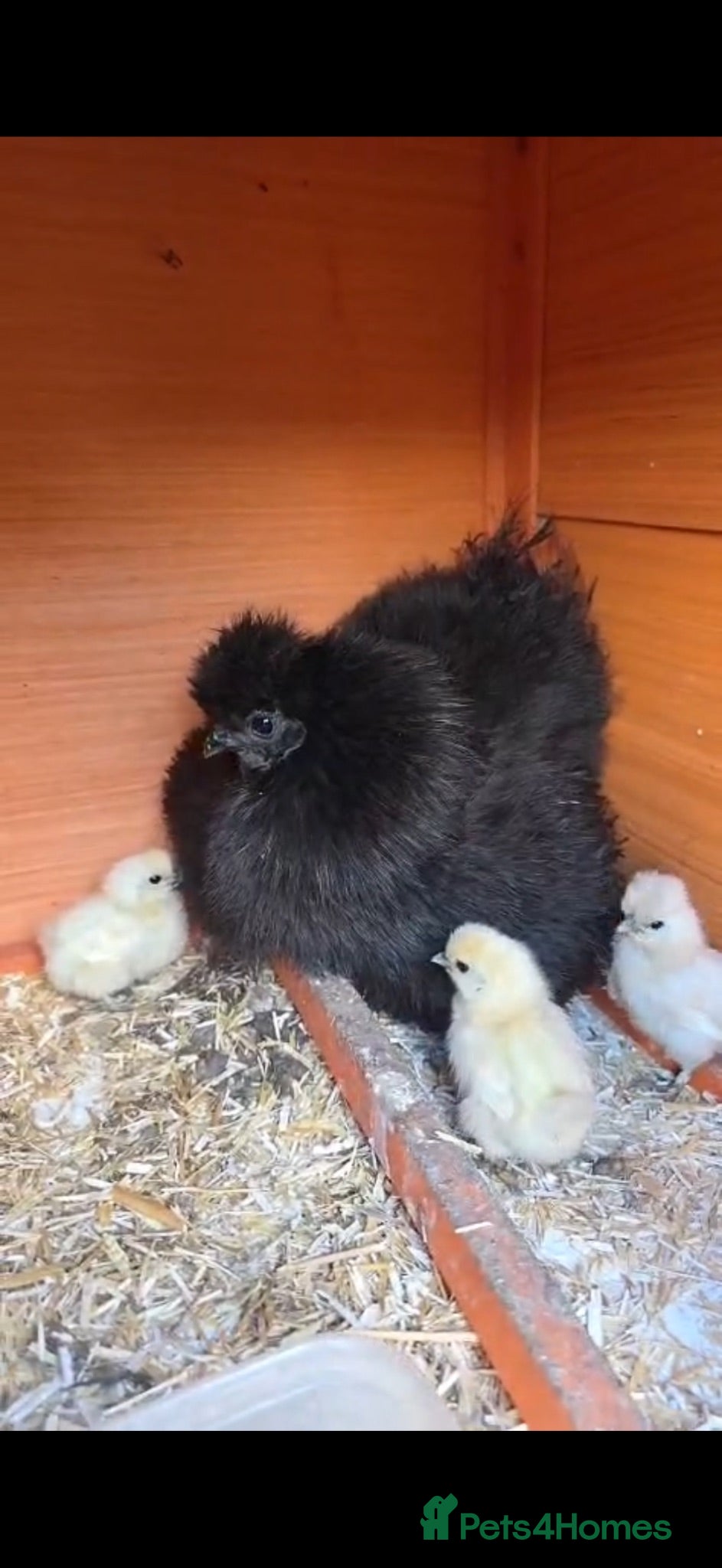 Chickens poultry Silky chicks  - Advert 10