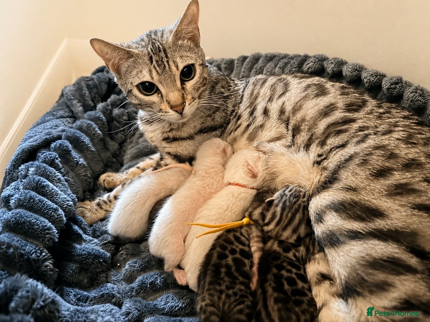 Bengal cats Tempest Bengala registered kittens  - Advert 1