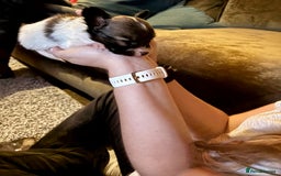 Papillon dogs for sale: KC Papillon. DNA health tested.  - Image 21