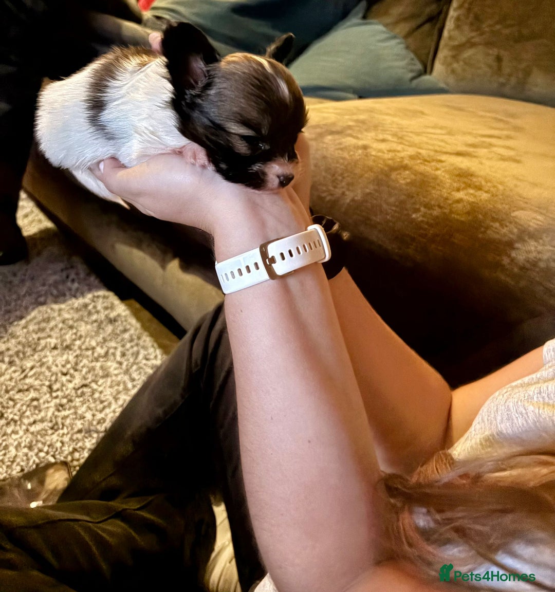 Papillon dogs for sale: KC Papillon. DNA health tested.  - Image 21