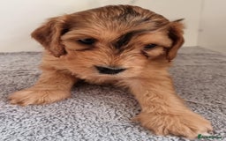 Cockapoo dogs for sale: Cockapoo's - Image 17
