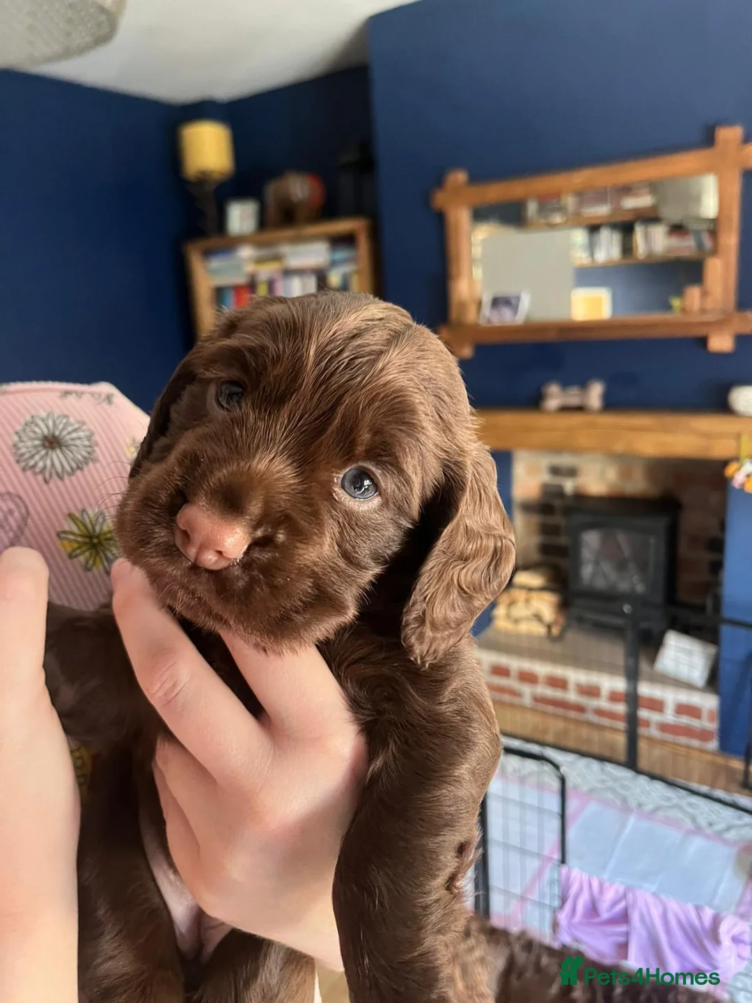 Cocker Spaniel dogs for sale: Chocolate Working Cocker Spaniel Puppies For Sale - Advert 8