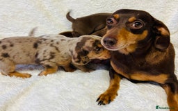 Miniature Dachshund dogs for sale: Miniature Dachshund puppies for sale  - Image 7