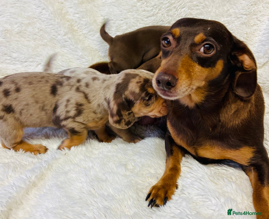 Miniature Dachshund dogs for sale: Miniature Dachshund puppies for sale  - Image 7