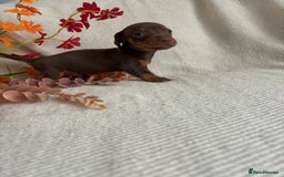Miniature Dachshund dogs for sale: Beautiful chocolate and tan miniature dachshund  - Image 4