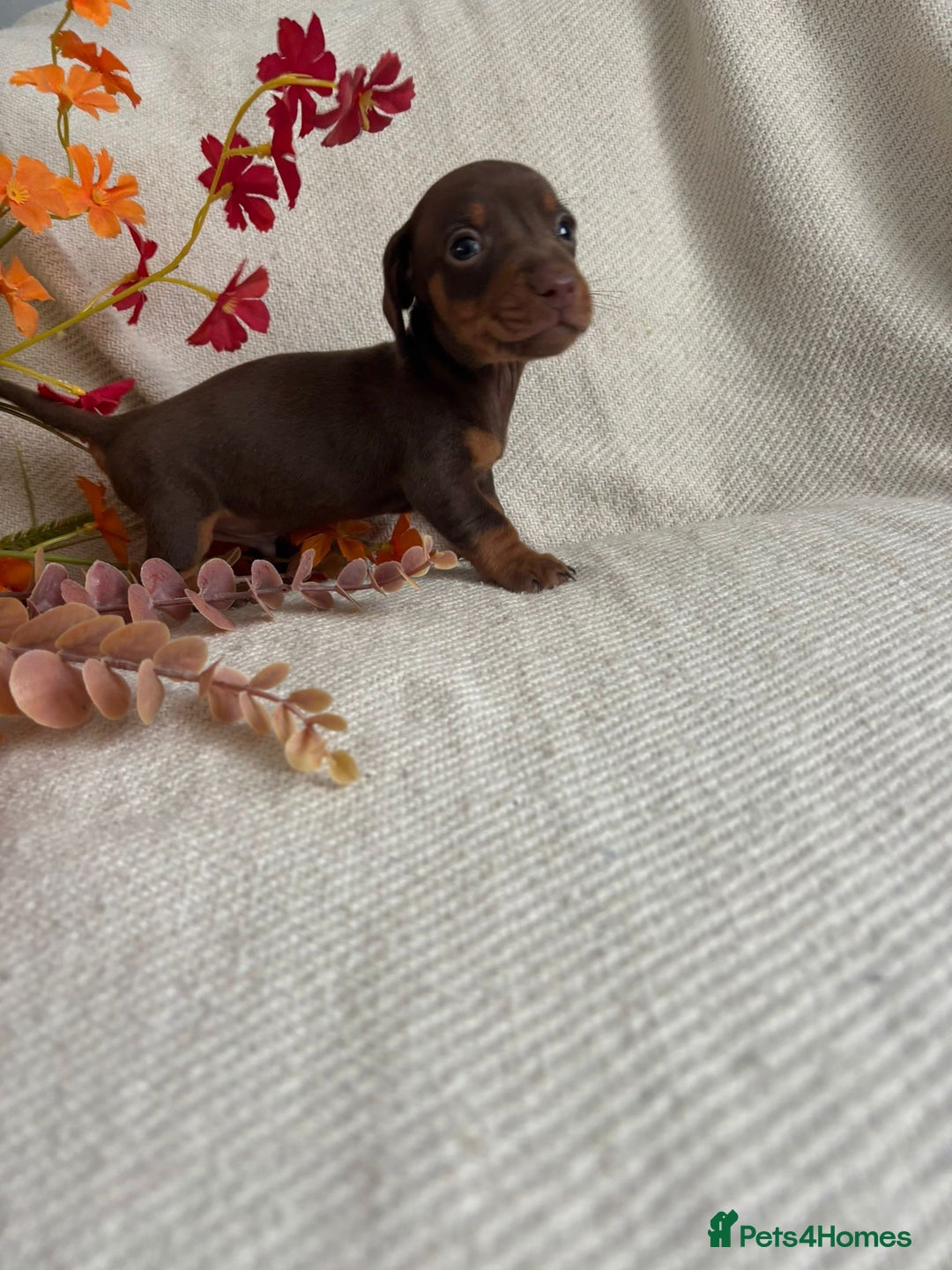 Miniature Dachshund dogs for sale: Beautiful chocolate and tan miniature dachshund  - Image 4