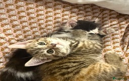 Mixed Breed cats for sale: Bengal X Tortoiseshell  - Image 5