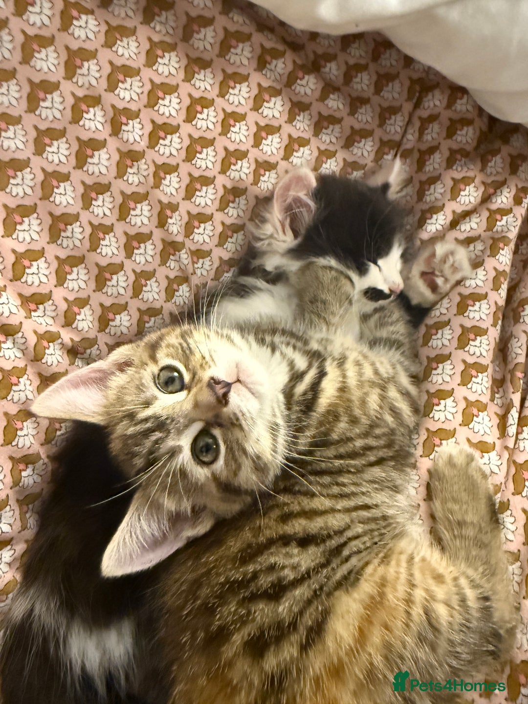 Mixed Breed cats for sale: Bengal X Tortoiseshell  - Image 5