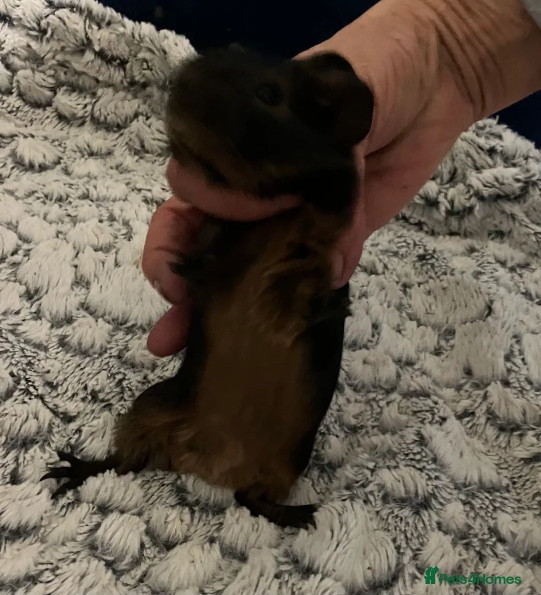 Guinea Pig rodents for sale: Purebred Black Tan guinea pigs (pair Boars) - Advert 4