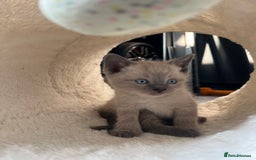 Mixed Breed cats for sale:  Russian  & Siamese Mix kittens  in Thetford - Image 2