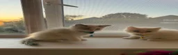 Ragdoll cats for sale: Adorable Blue-Eyed Ragdoll Kittens - Advert 24