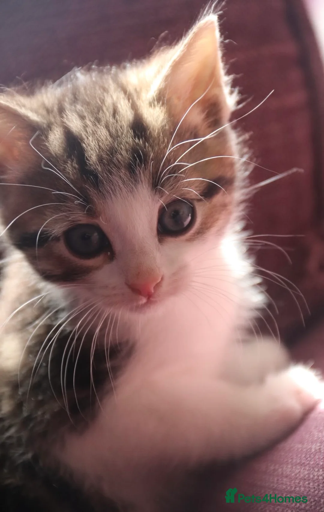 Mixed Breed cats for sale: Stunning part Siamese kittens ready now  - Advert 1
