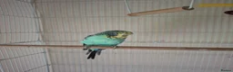Budgerigars birds for sale: Silly tamed boy Budgie - Advert 2