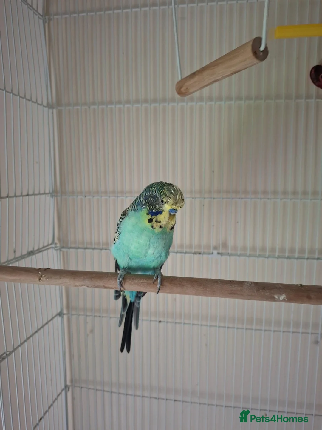 Budgerigars birds for sale: Silly tamed boy Budgie - Advert 2