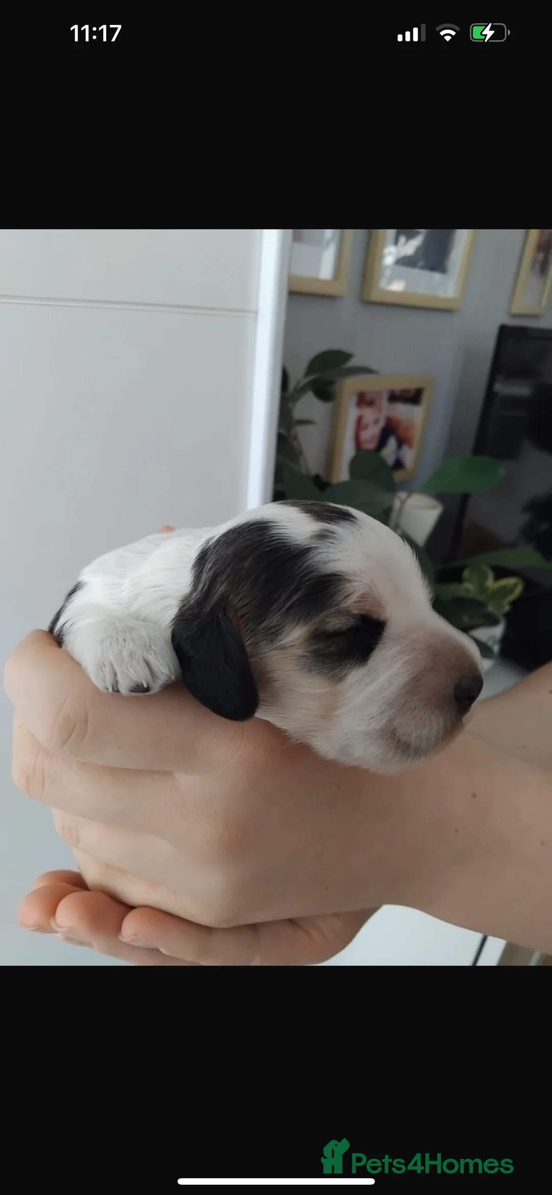 Cocker Spaniel dogs for stud: 2 PROVEN/HEALTH CLEAR KC Show Cocker Spaniels Stud in Shildon - Advert 25