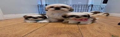 Shih Tzu 4