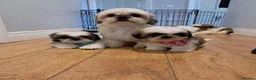 Shih Tzu dogs for sale: Adorable family raised Shih Tzu puppies for sale - Advert 3
