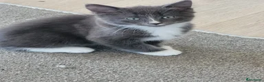 Tom