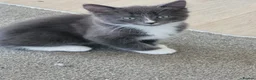 Mixed Breed cats for sale: Beautiful kittens ready for their forever home ❤️ - Advert 14