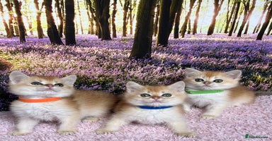 British Shorthair cats - Advert 10
