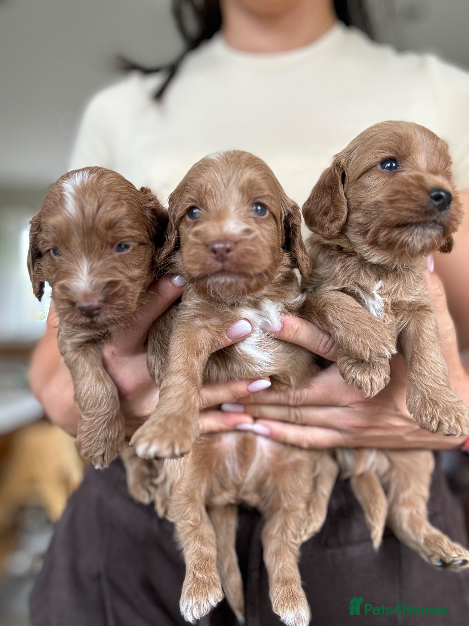 Cockapoo dogs F1 cockapoo puppies  - Advert 1