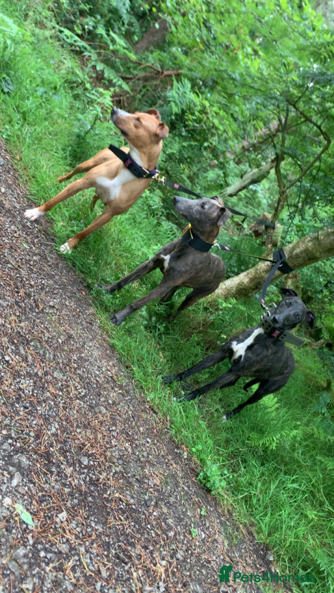 Lurcher dogs for sale: Collie Whippet grey x bull greyhound  - Image 4
