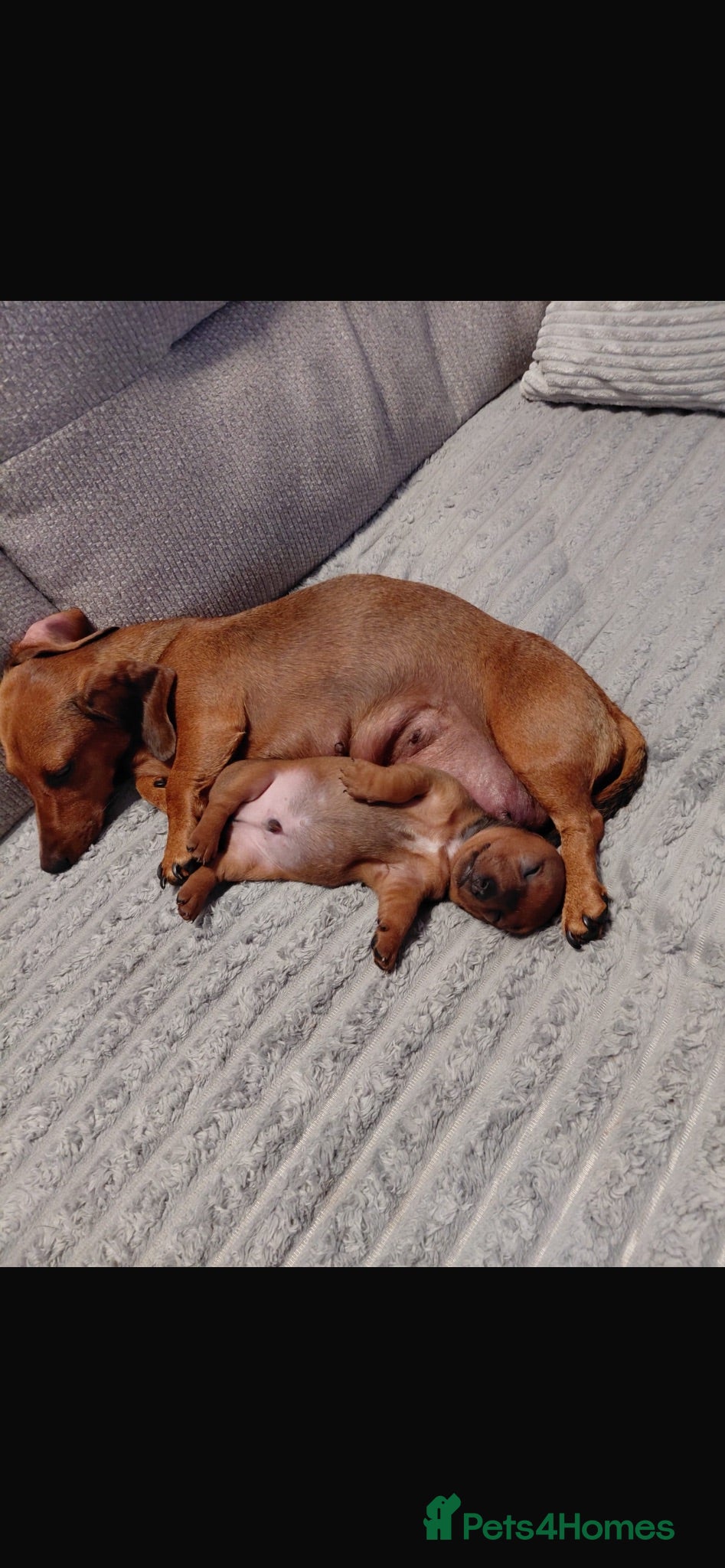 Miniature Dachshund dogs Beautiful miniature dachshunds - Advert 2