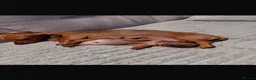 Miniature Dachshund dogs for sale: Beautiful miniature dachshunds in Treharris - Advert 2