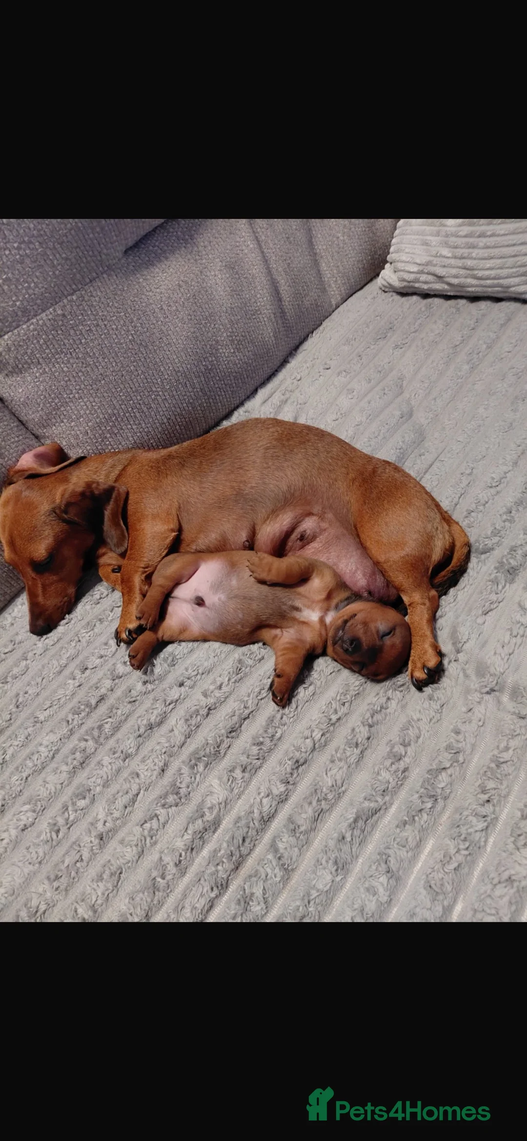 Miniature Dachshund dogs for sale: Beautiful miniature dachshunds in Treharris - Advert 2