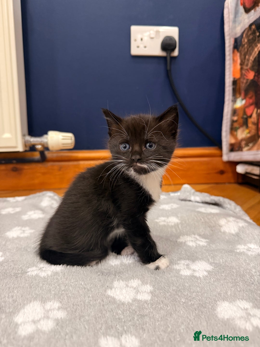 Mixed Breed cats for sale: 4 Kittens for Sale in Cam & Dursley - Advert 2