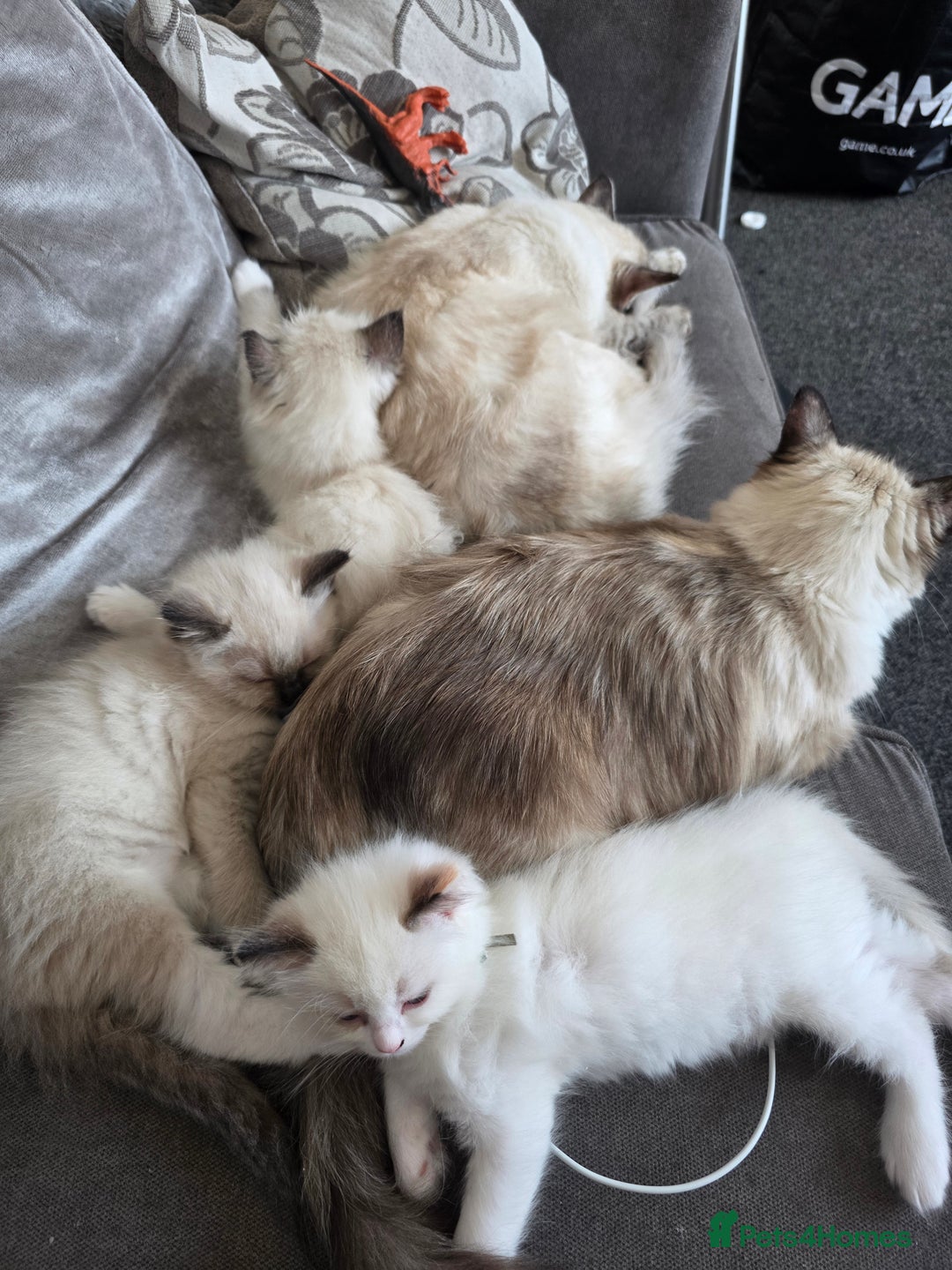 Ragdoll cats for sale: Very Loving Little Girl! - Image 4