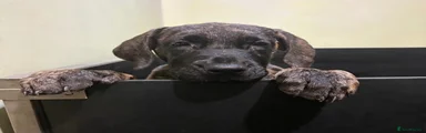 Brindle female (2)