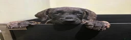 Presa Canario dogs for sale: 3 Pressa canario female pups - Advert 8