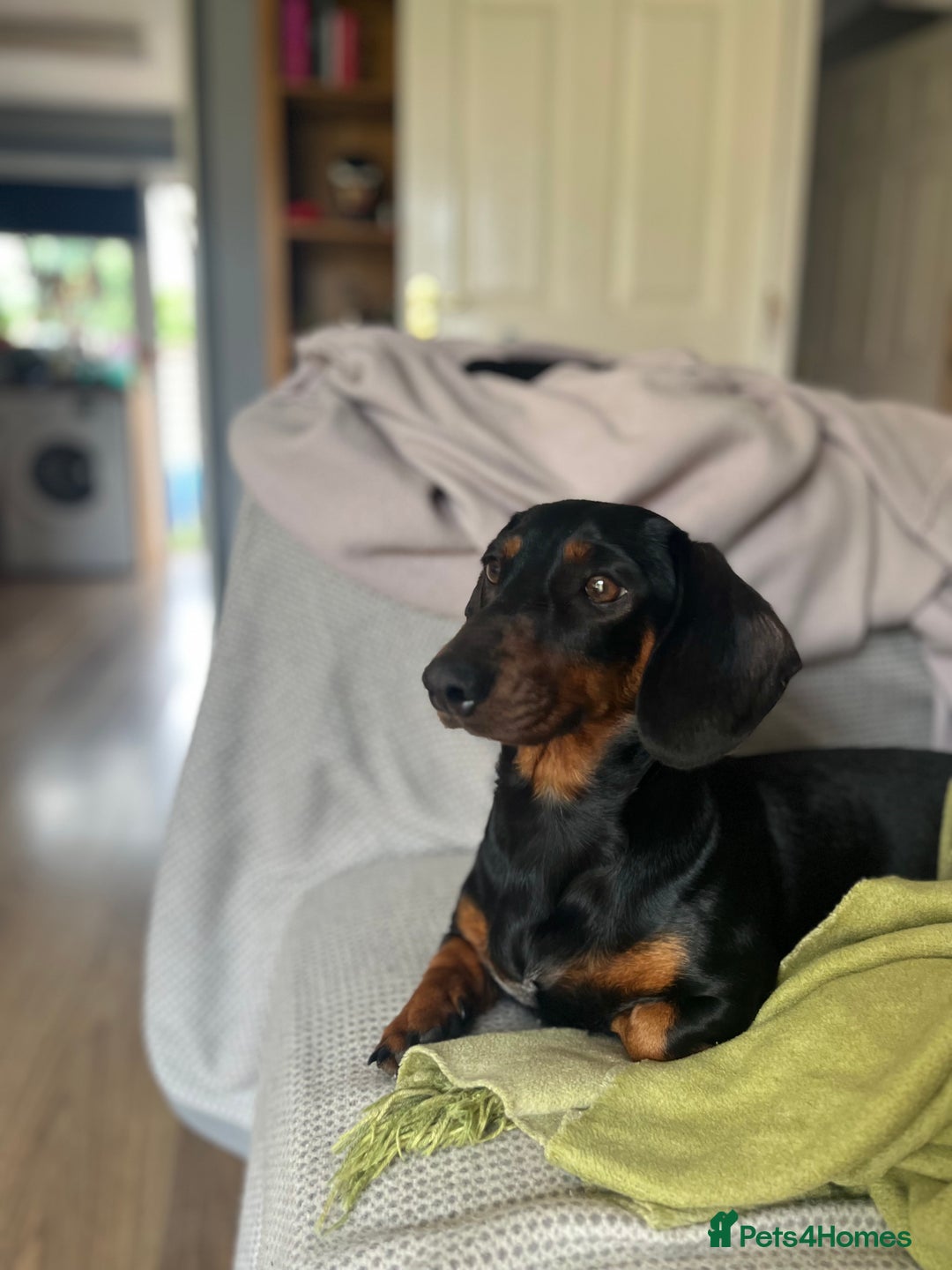 Dachshund dogs for sale: 🐾 Beautiful Dachshund Female Puppies  🐾 - Advert 10