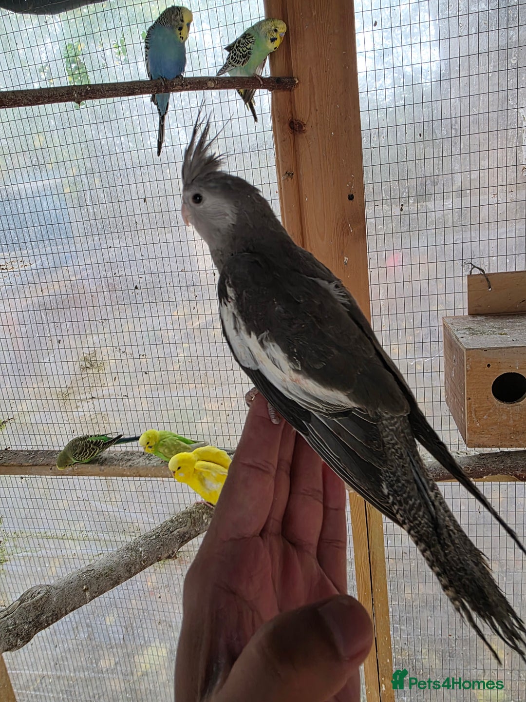 Cockatiels birds for sale: Silly hand tamed baby cockatiels for sale  - Advert 10