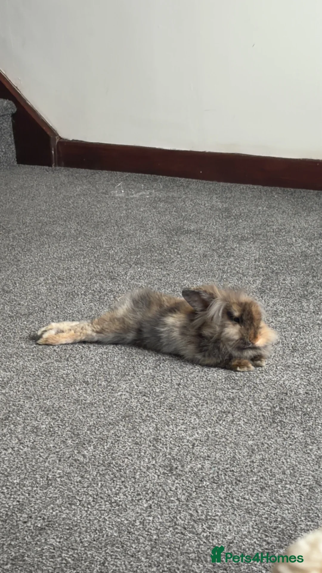 Lionhead rabbits for sale: Male bunny, with indoor cage and outdoor run.  in Axminster - Advert 2