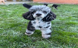 Miniature Poodle dogs for stud: Yogi Bear - Merle Miniature Poodle for Stud - Image 4