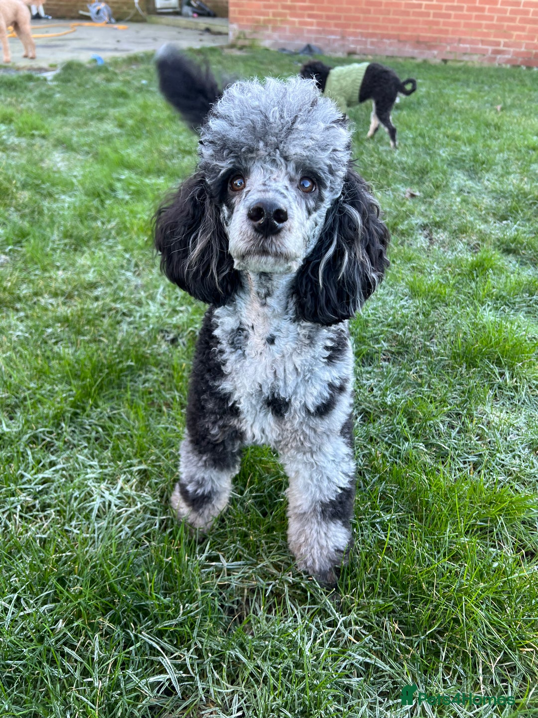 Miniature Poodle dogs for stud: Yogi Bear - Merle Miniature Poodle for Stud - Image 4
