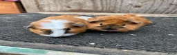 Guinea Pig rodents for sale: Guinea pigs - Advert 2