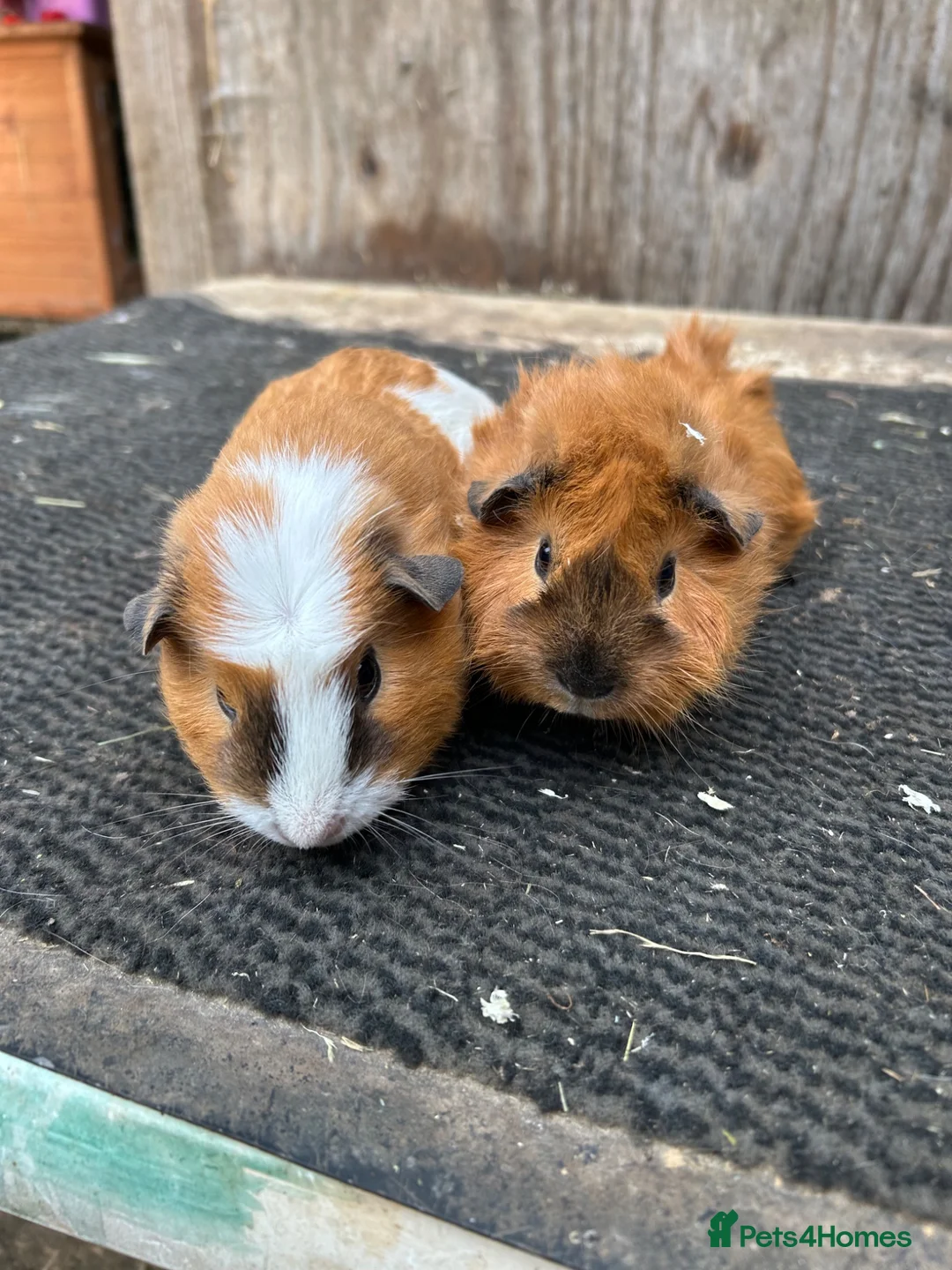Guinea Pig rodents for sale: Guinea pigs - Advert 2