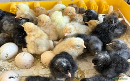 Chickens poultry for sale: Pekin Bantam Chicks, Growers, Hens, Hatching Eggs - Image 4