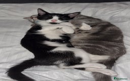 Mixed Breed cats for sale: Two beautiful kittens  - Advert 1