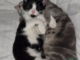 Mixed Breed cats for sale: Two beautiful kittens - Advert 1