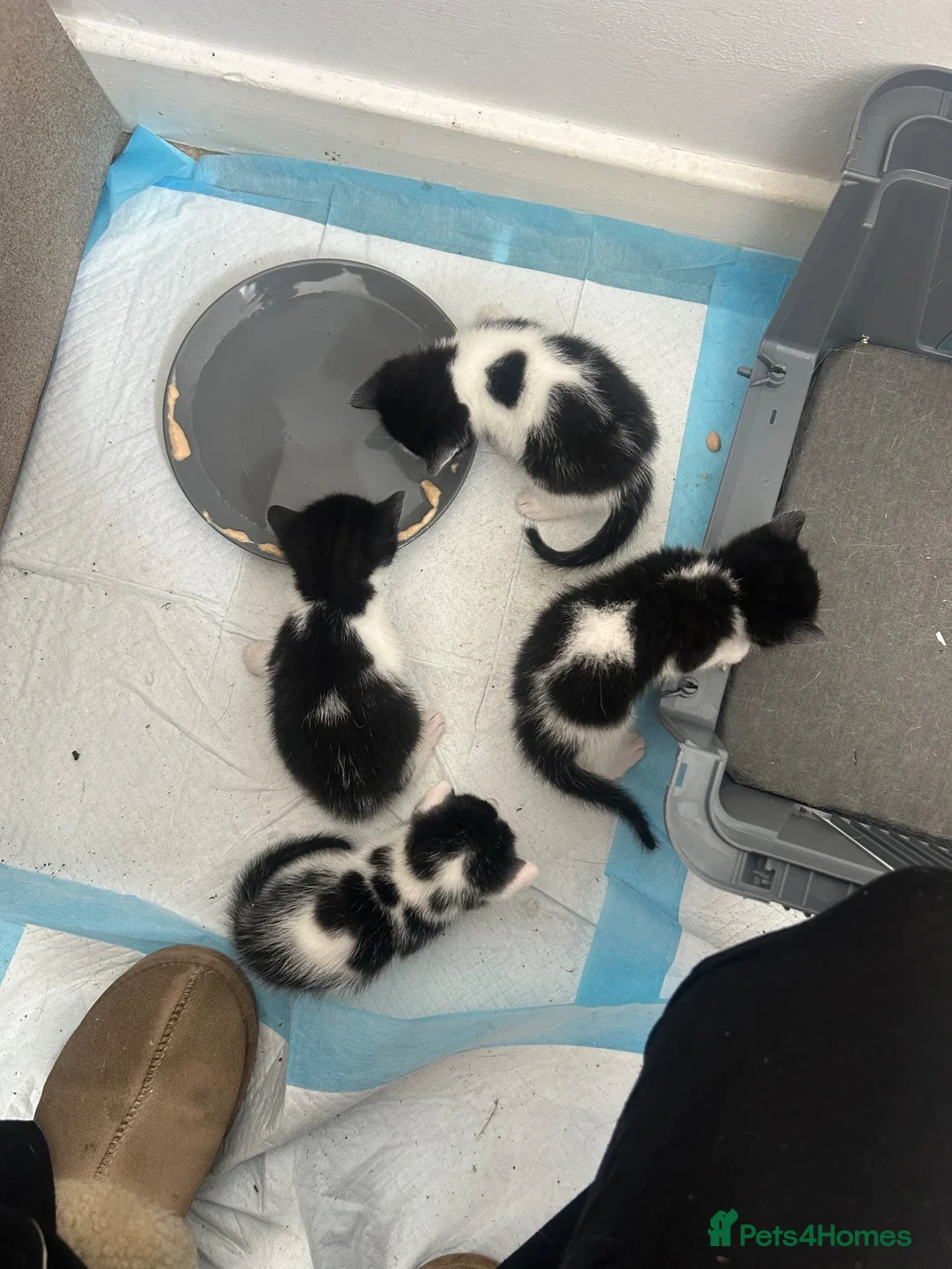 British Shorthair cats for sale: 4 male kittens  - Advert 10