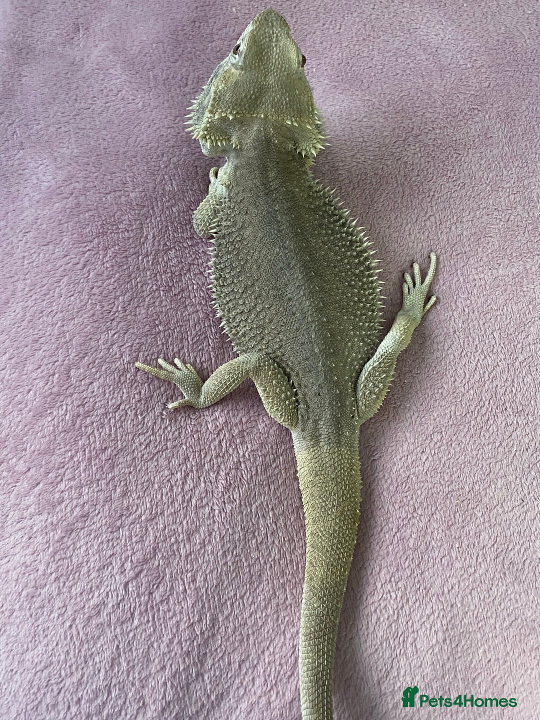 Bearded Dragon reptiles for sale: Zero morph  - Advert 3