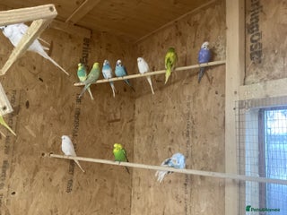Budgerigars birds 30 adults budgies - Advert 6