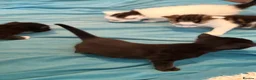 Mixed Breed cats for sale: 6 playful kittens for sale  - Advert 28